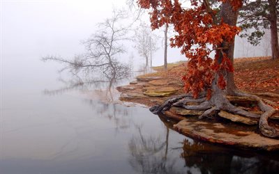 autunno, paesaggio, lago, nebbia, albero