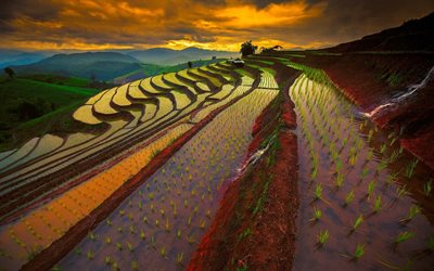 risfält, solnedgång, thailand