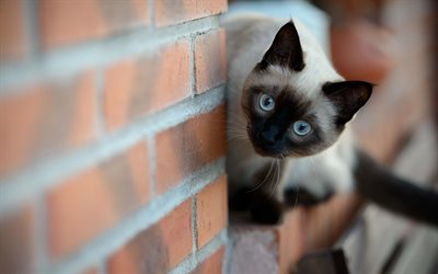 chat siamois, mur de briques, montres