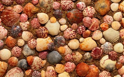 las conchas, la playa, la textura