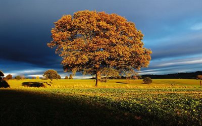 golden autumn, storm clouds, lonely tree