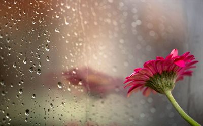 glas, regndroppar, blomma