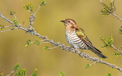 chalcites बेसल, ऑस्ट्रेलिया