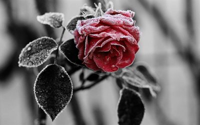 flowers, rose, frost