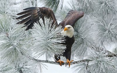 águila calva, particularmente leucocephalus, américa del norte