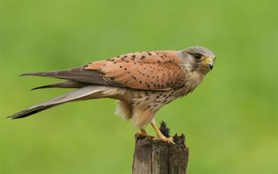 kestrel, falco tinnunculus, the bird of prey, europe