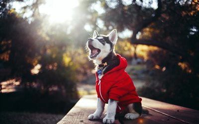 dog, pets, fashion outfit