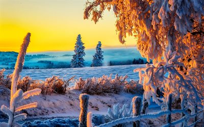 木, フェンス, 冬の朝, 雪