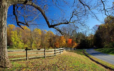 la valla, otoño pasadora, árbol
