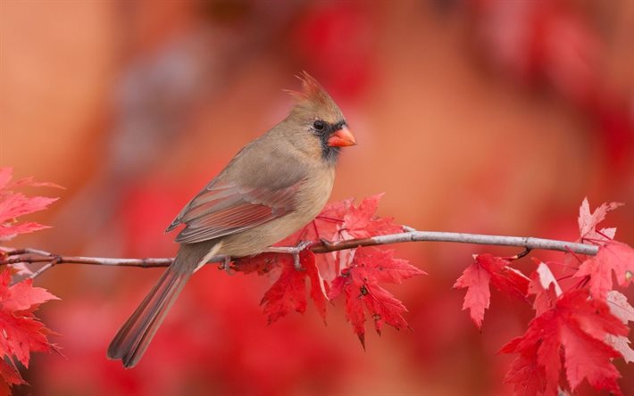 les oiseaux, le rouge cardinal, cardinalis cardinalis
