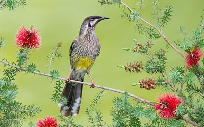 anthochaera carunculata, australia