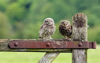 the fence, birds, two owls