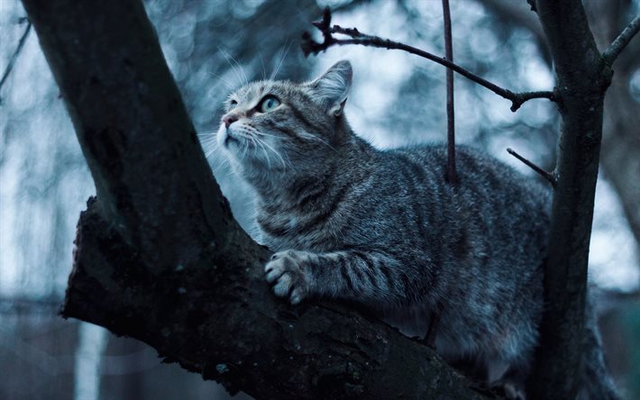 बिल्ली, पेड़, शिकार
