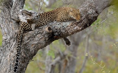 árbol, el gato salvaje, la naturaleza, el leopardo