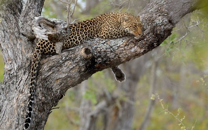 puu, villikissa, luonto, leopardi