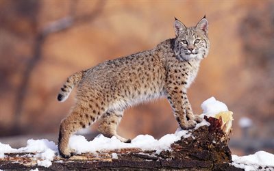 雪, 冬, wild cat, lynx