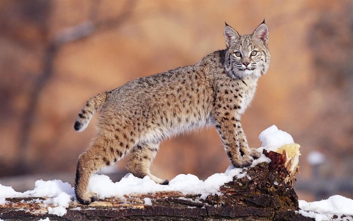 schnee, winter, wild cat, lynx