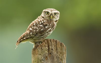the little owl, europe