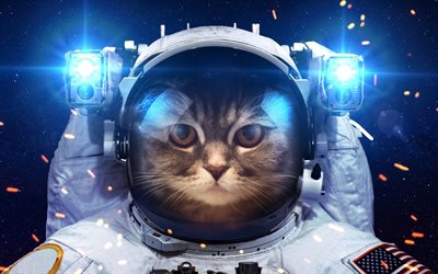 les animaux de compagnie, le chat, le costume, l'astronaute de l'