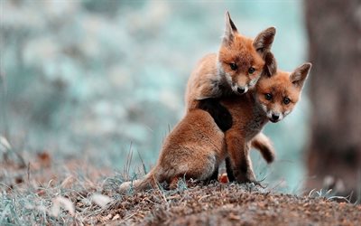 tierwelt, fauna, zwei fox