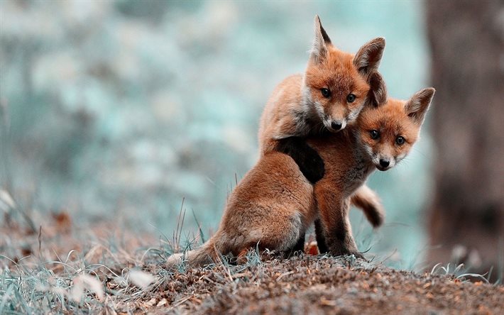 wildlife, fauna, two fox