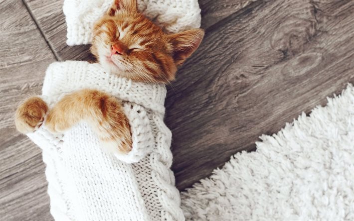 o gato é um modelo, pose, suéter de malha