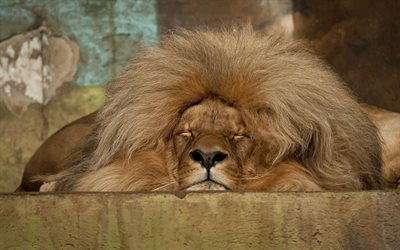 o rei dos animais, leão, dormindo