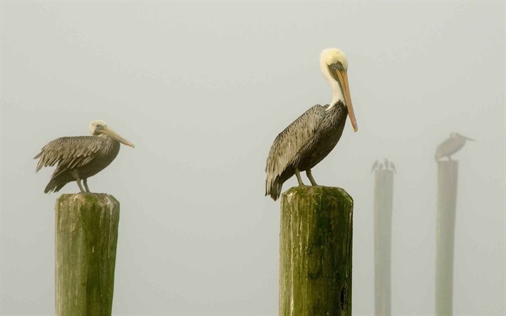 sea, fog, pelicans