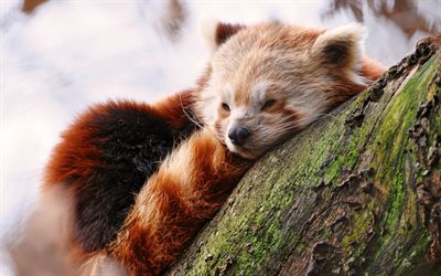 röd panda, stock, vilda djur, sova