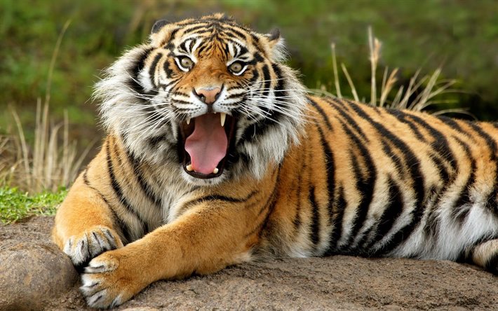 야생 동물, 수마트라 tiger