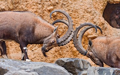 two goats, ibex