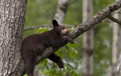 arbre, l'ours, le sommeil