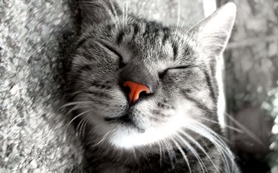 gatto, muso, il piano, il sonno