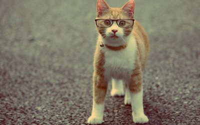 gafas, gato rojo, científico gato, pose
