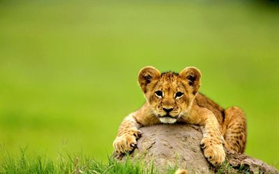 gli animali selvatici, leoni, pietra