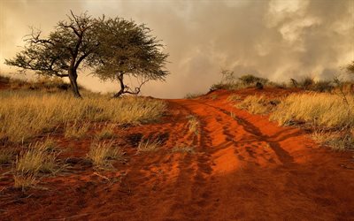 tree, hill, road, africa