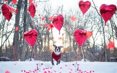 balloons, track, birthday, pet, american pit bull terrier