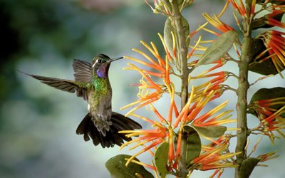 sparkling hummingbird, lampornis calolaemus, costa rica
