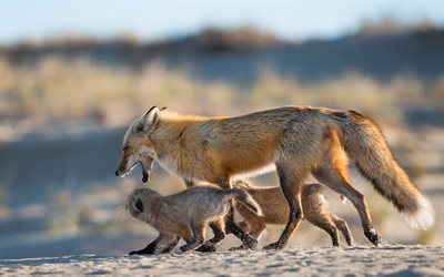 fauna, natureza, manhã de inverno, uma família de raposas