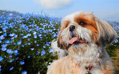 dog, field, shih tzu, flowers