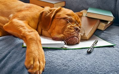 kirjat, muistikirja, lasit, nukkuva koira, kahva
