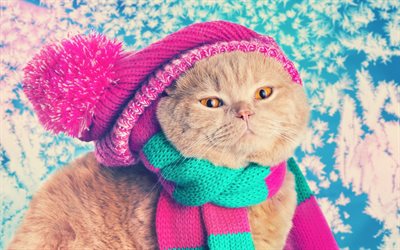 gatto, cappello in maglia, sciarpa