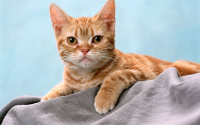 animal de estimação, gato vermelho, cobertor, pose