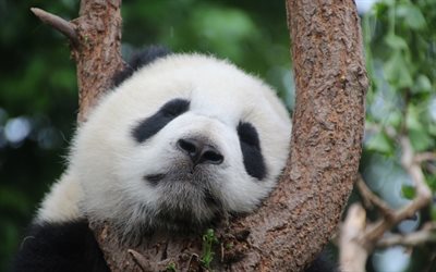 schlafender panda, süße tiere, haustiere, pandas, panda auf einem baum, china, dschungel