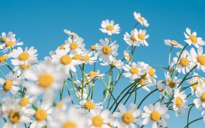 daisies, 4k, bokeh, blue sky, summer flowers, white flowers, beautiful flowers, chamomile, Common daisy, summer