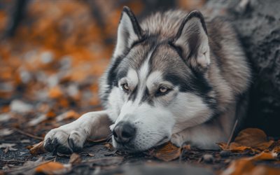 heiser, süße hunde, herbst, gelbe blätter, hunde, haustiere, sibirischer husky, blaue augen