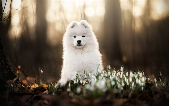 samoyinen, söpö eläimet, koirat, valkoinen pörröinen koira, samoyed metsässä, kevät