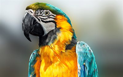 parrots, Ara, birds, blur
