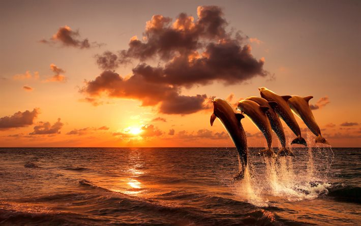 hoppande delfiner, solnedgång, hav, vilda djur, däggdjur, tre delfiner, cetacea, delfiner
