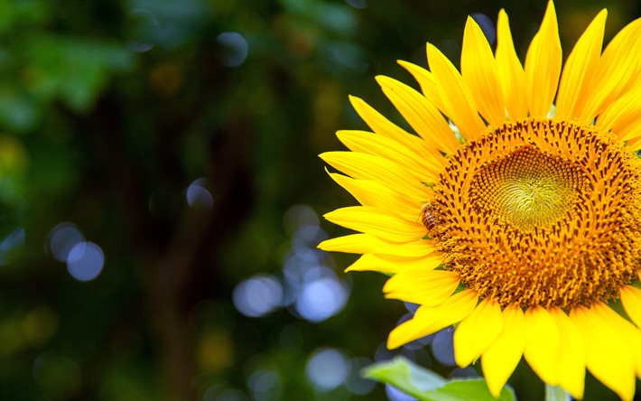 solros, 4k, bokeh, gula blommor, sommarblommor, helianthus, solrosor, bild med solrosor